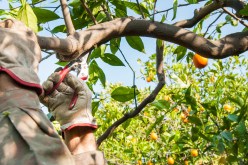 Understanding the Best Time to Prune for Maximum Fruit Production