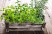 Creating a Home Herb Garden: Step-by-Step Instructions for Every Skill Level