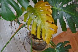 How Soil Quality Affects Leaf Color: Dealing with Yellowing in Houseplants