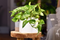 Understanding the Soil Needs of Pothos Plants: A Caring Guide