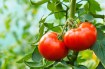 Seasonal Strategies for Successful Tomato Growth: Your Complete Timeline